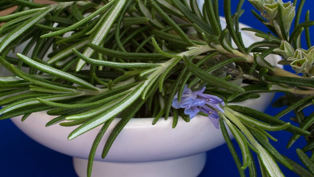 rosemary