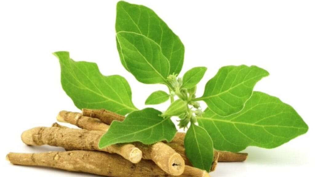 Unleash The Power of Ashwagandha For Anxiety, Stress, Testosterone And Sleep! 2 Unleash The Power of Ashwagandha For Anxiety, Stress, Testosterone And Sleep! Ashwagandha GuerrillaHomesteader.com