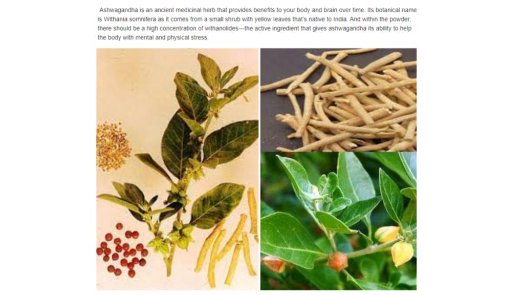 Unleash The Power of Ashwagandha For Anxiety, Stress, Testosterone And Sleep! 5 Unleash The Power of Ashwagandha For Anxiety, Stress, Testosterone And Sleep! Ashwagandha GuerrillaHomesteader.com