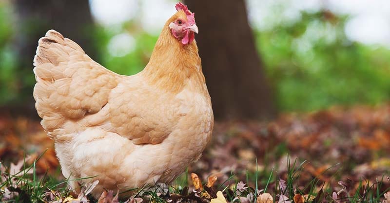 Buff Orpington