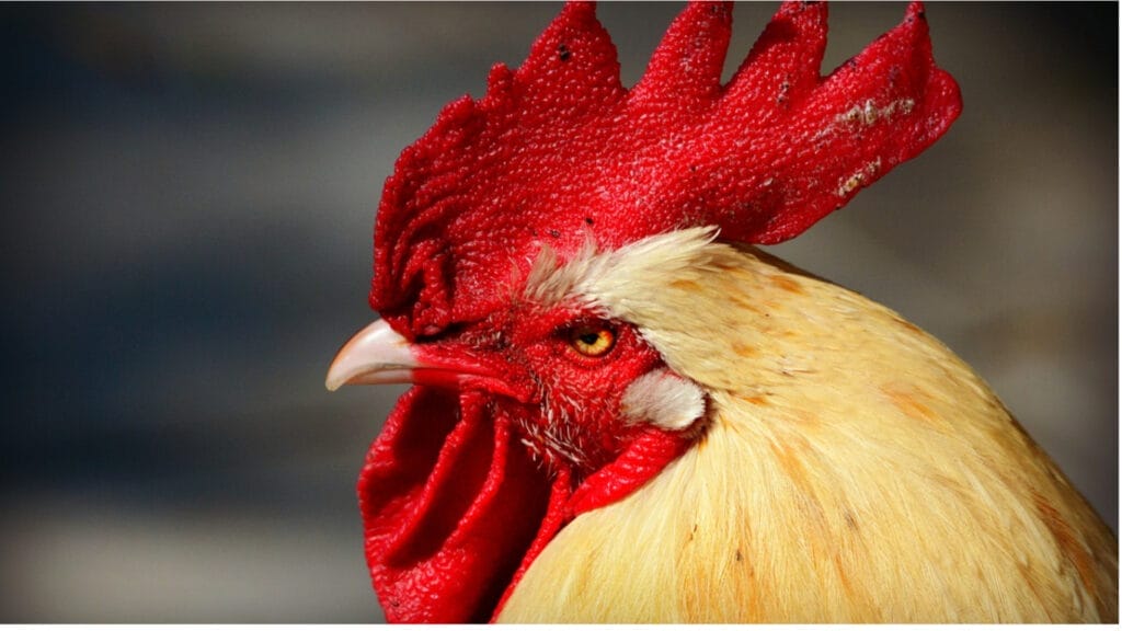 BuFf Orpington