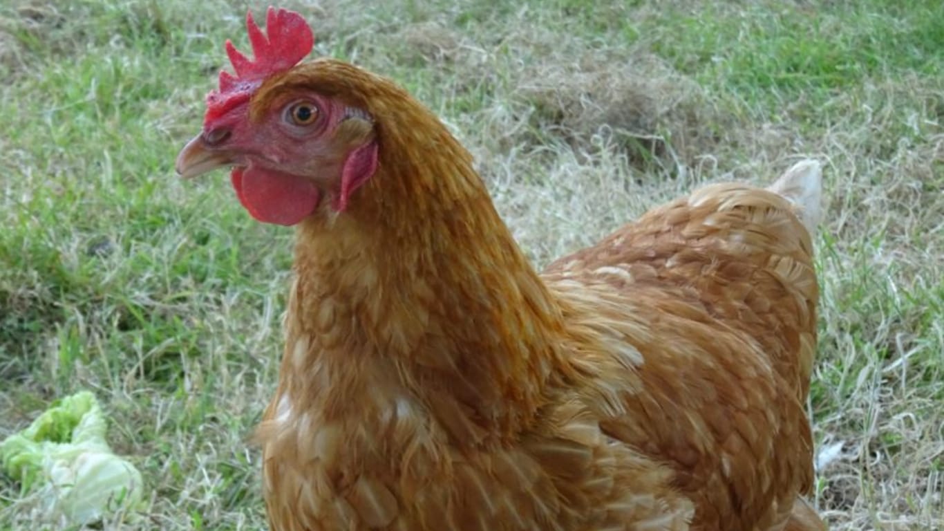 Isa Brown Chicken
GuerrillaHomesteader.com