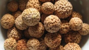 Quandong Seeds GuerrillaHomesteader.com