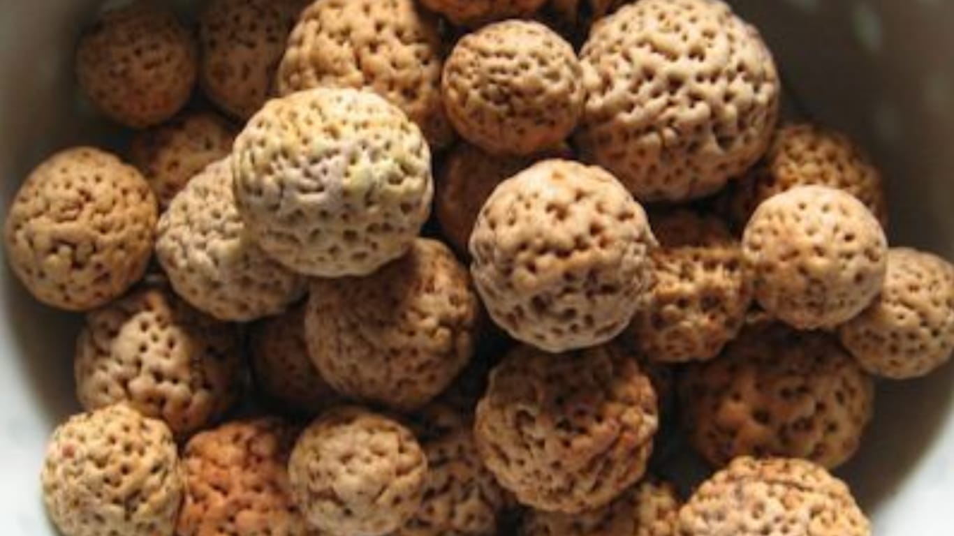 Quandong Seeds GuerrillaHomesteader.com