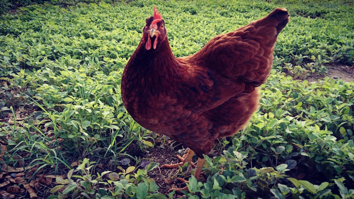 Rhode Island Red GuerrillaHomesteader.com