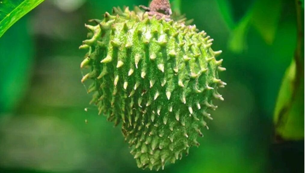 soursop GuerrillaHomesteader.com