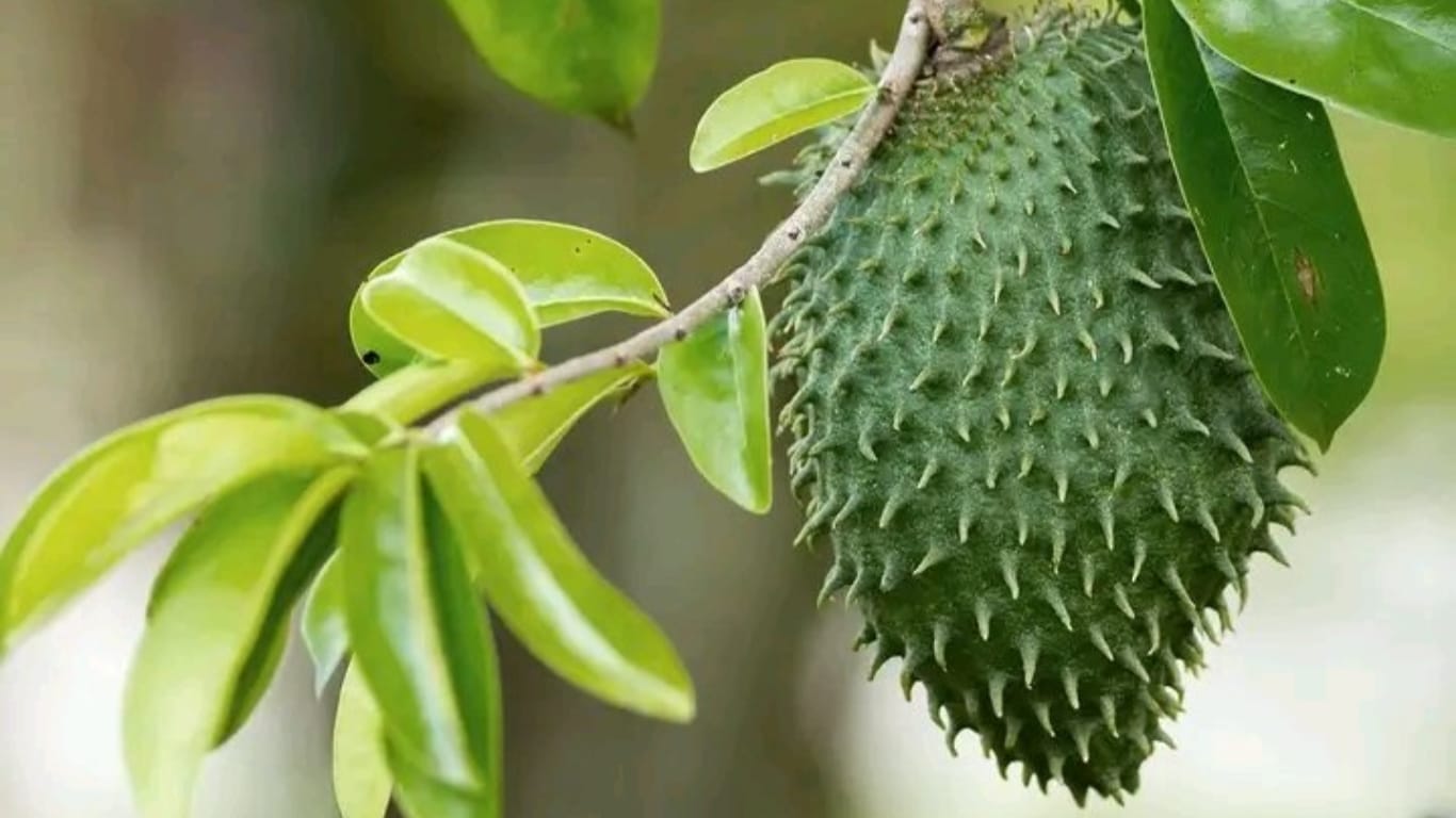 soursop GuerrillaHomesteader.com