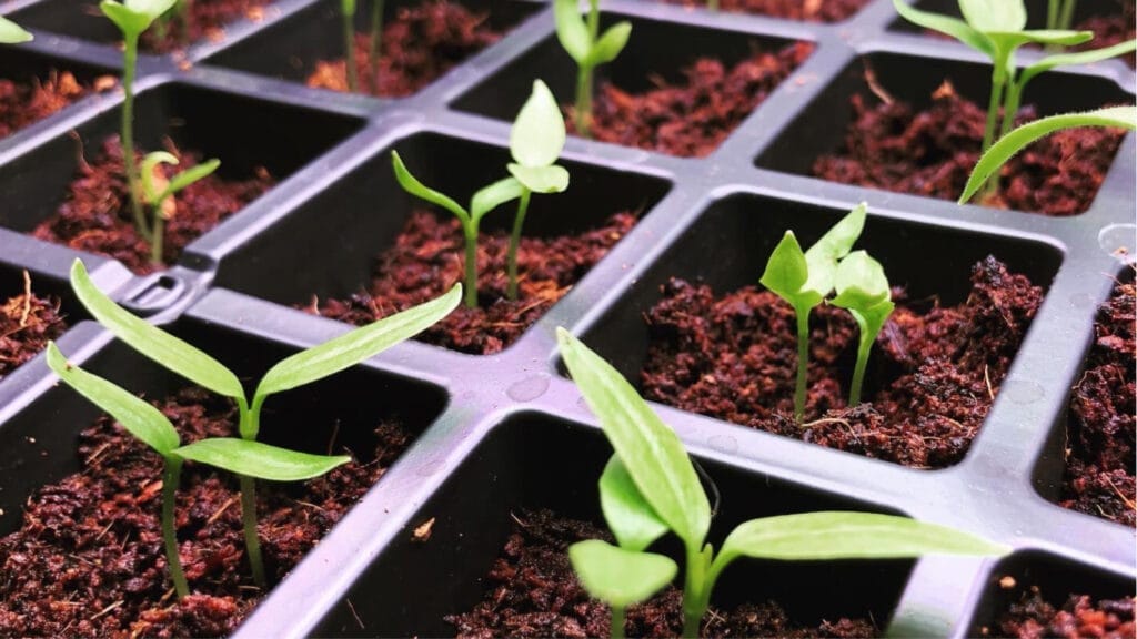 seedlings in coco peat GuerrillaHomesteader.com