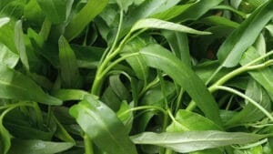 kangkong water spinach GuerrillaHomesteader.com