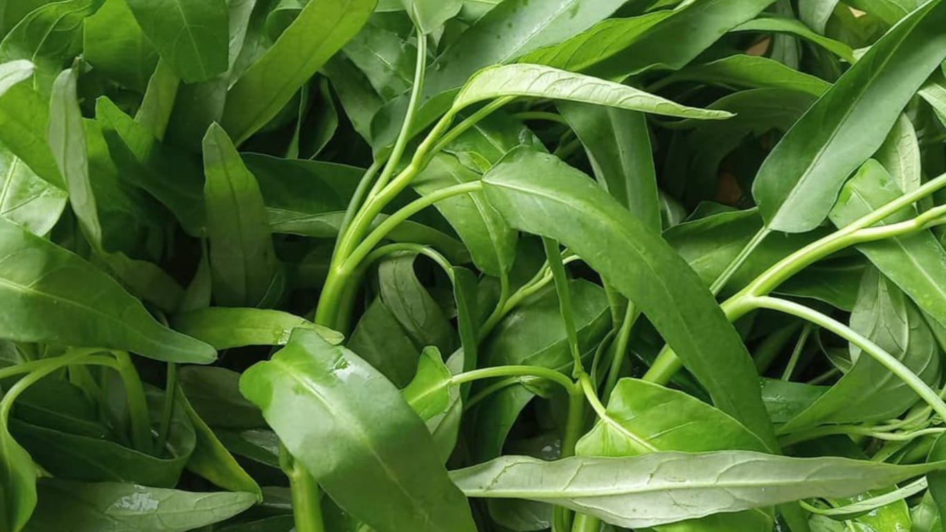 kangkong water spinach GuerrillaHomesteader.com