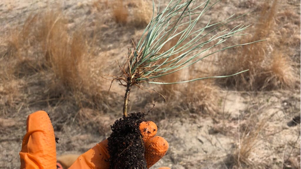 ponderosa pine 
GuerrillaHomesteader.com