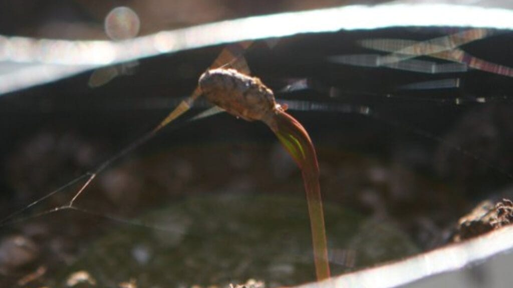 ponderosa pine seedling
GuerrillaHomesteader.com