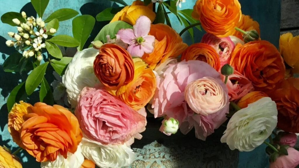 Gardening Gold: How to Germinate Ranunculus Seeds for a Riot of Color! 7 Gardening Gold: How to Germinate Ranunculus Seeds for a Riot of Color! ranunculus GuerrillaHomesteader.com
