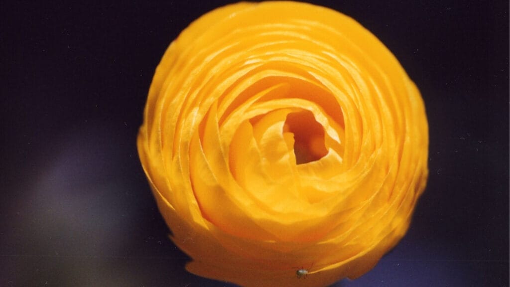 Gardening Gold: How to Germinate Ranunculus Seeds for a Riot of Color! 5 Gardening Gold: How to Germinate Ranunculus Seeds for a Riot of Color! ranunculus GuerrillaHomesteader.com