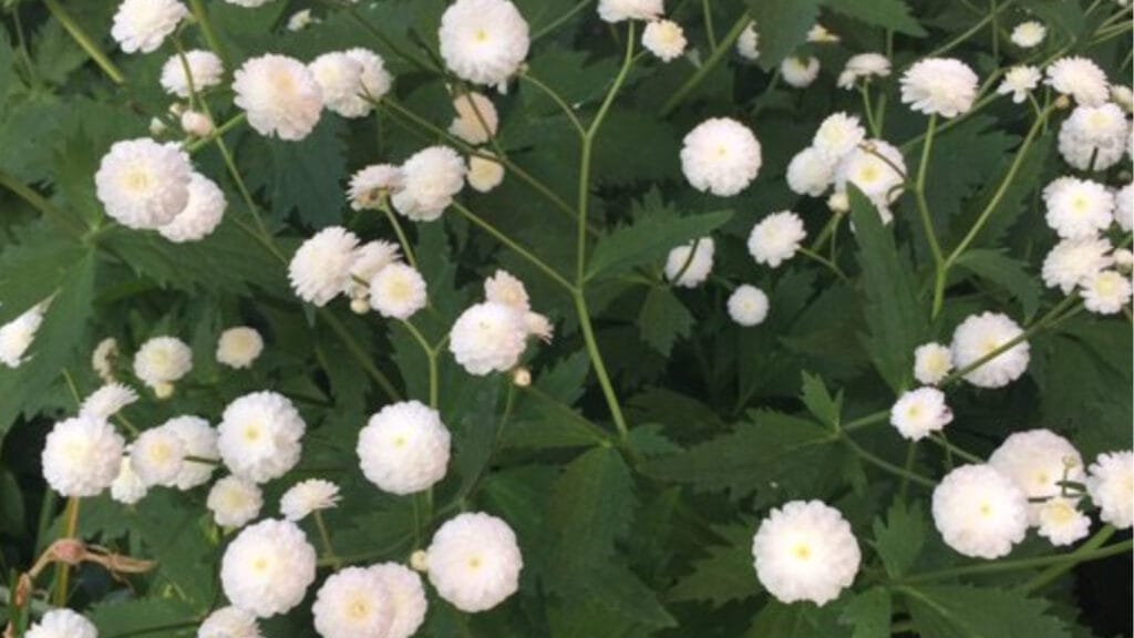 Gardening Gold: How to Germinate Ranunculus Seeds for a Riot of Color! 2 Gardening Gold: How to Germinate Ranunculus Seeds for a Riot of Color! ranunculus GuerrillaHomesteader.com