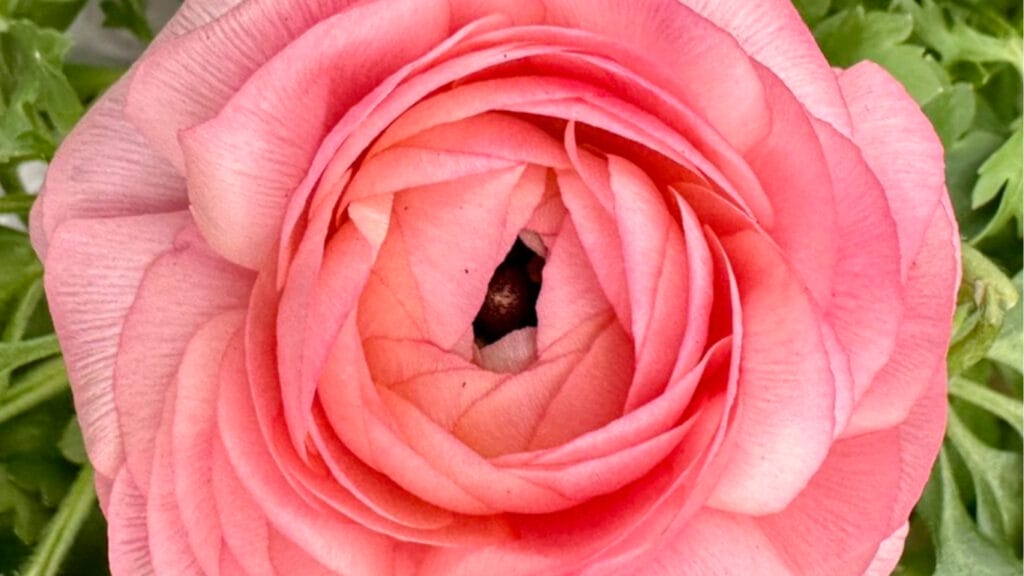 Gardening Gold: How to Germinate Ranunculus Seeds for a Riot of Color! 8 Gardening Gold: How to Germinate Ranunculus Seeds for a Riot of Color! ranunculus GuerrillaHomesteader.com