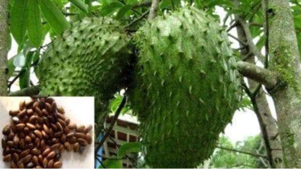 soursop GuerrillaHomesteader.com