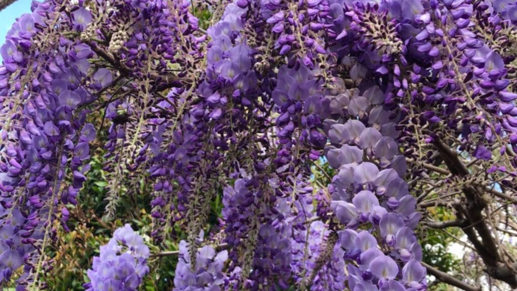 wisteria GuerrillaHomesteader.com
