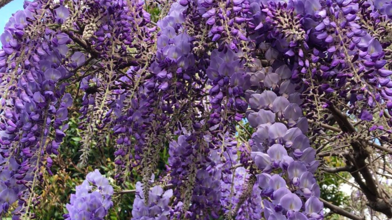 wisteria GuerrillaHomesteader.com