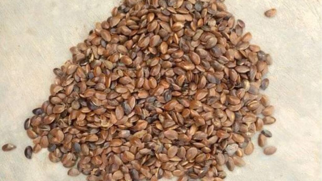African Star Apple Seeds GuerrillaHomesteader.com