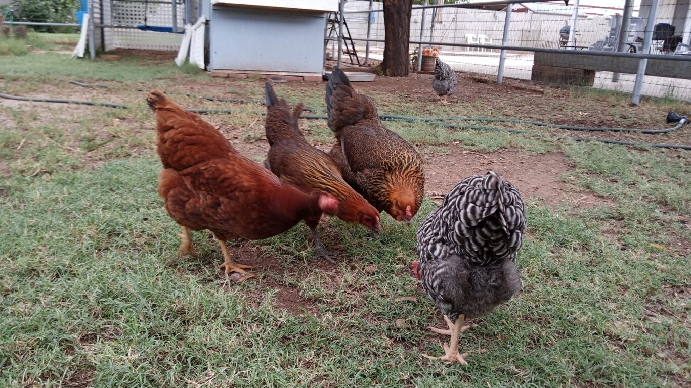 https://guerrillahomesteader.com/ameraucana-chicken-breeds/