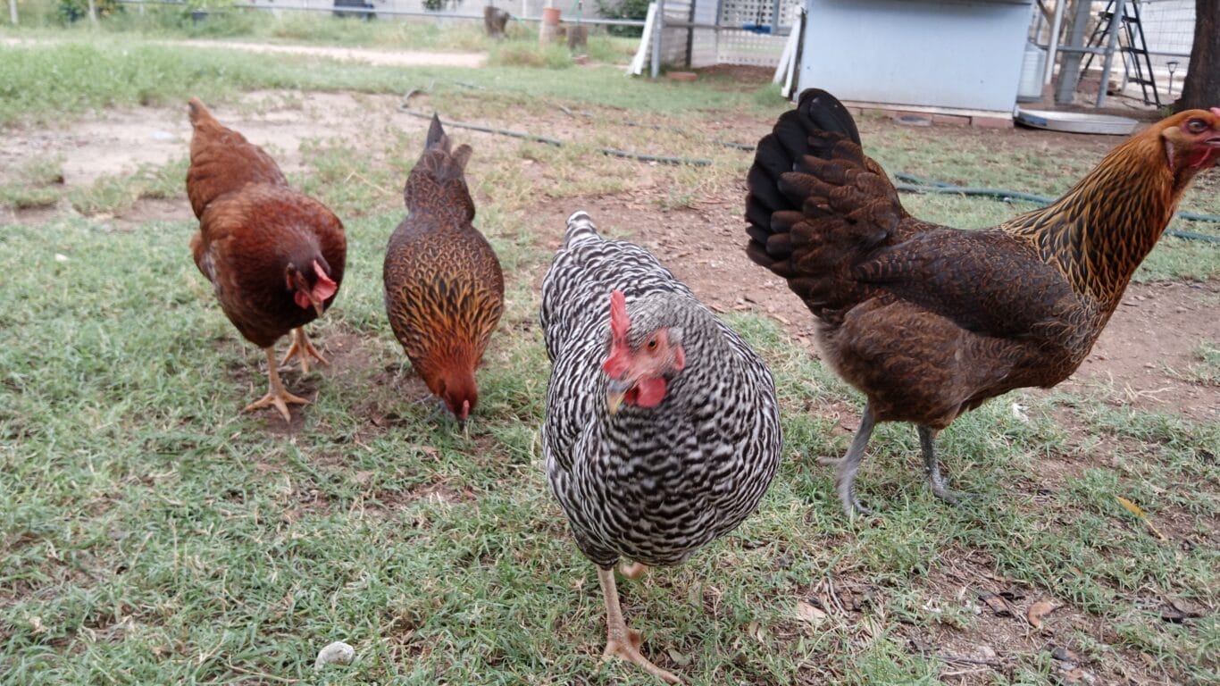 https://guerrillahomesteader.com/ameraucana-chicken-breeds/