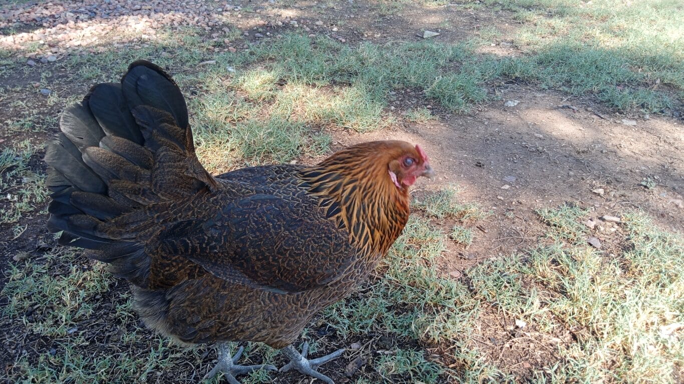 https://guerrillahomesteader.com/ameraucana-chicken-breeds/