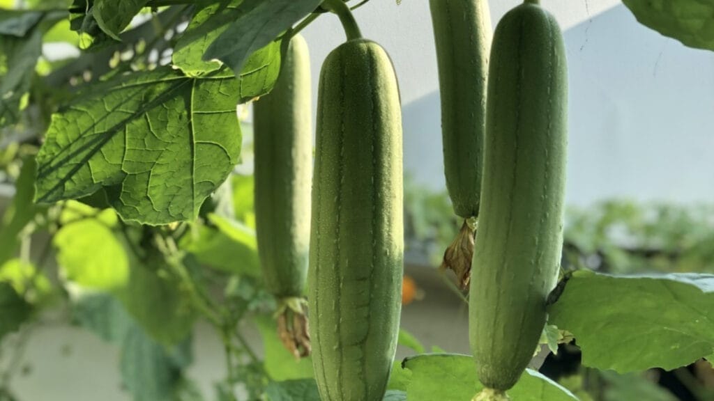 luffa gourd GuerrillaHomesteader.com