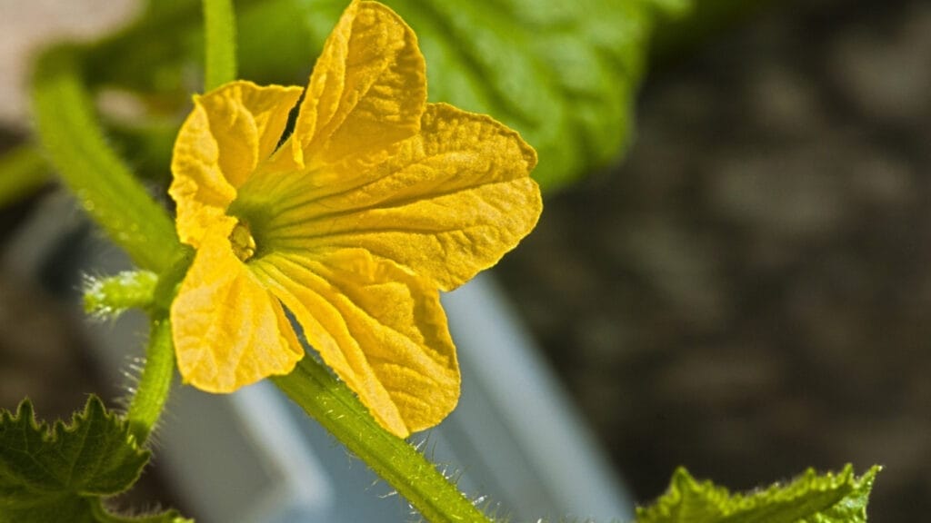 luffa GuerrillaHomesteader.com