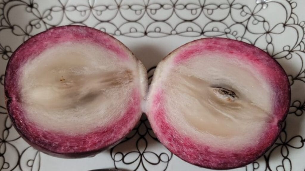 Star Apple GuerrillaHomesteader.com