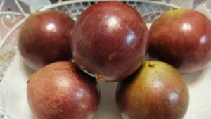Star Apple GuerrillaHomesteader.com