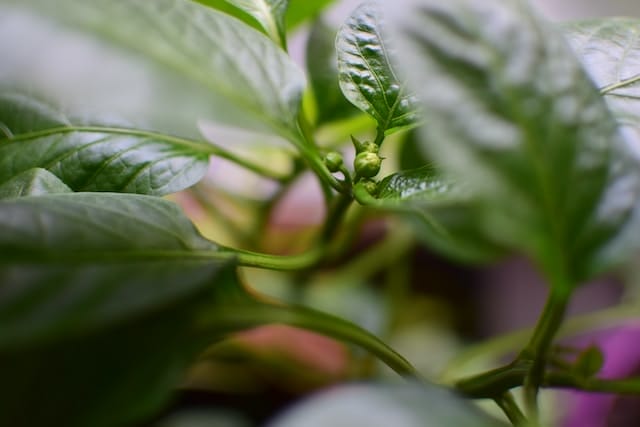 https://guerrillahomesteader.com/how-to-germinate-scotch-bonnet-seeds-a-simple-easy-guide/