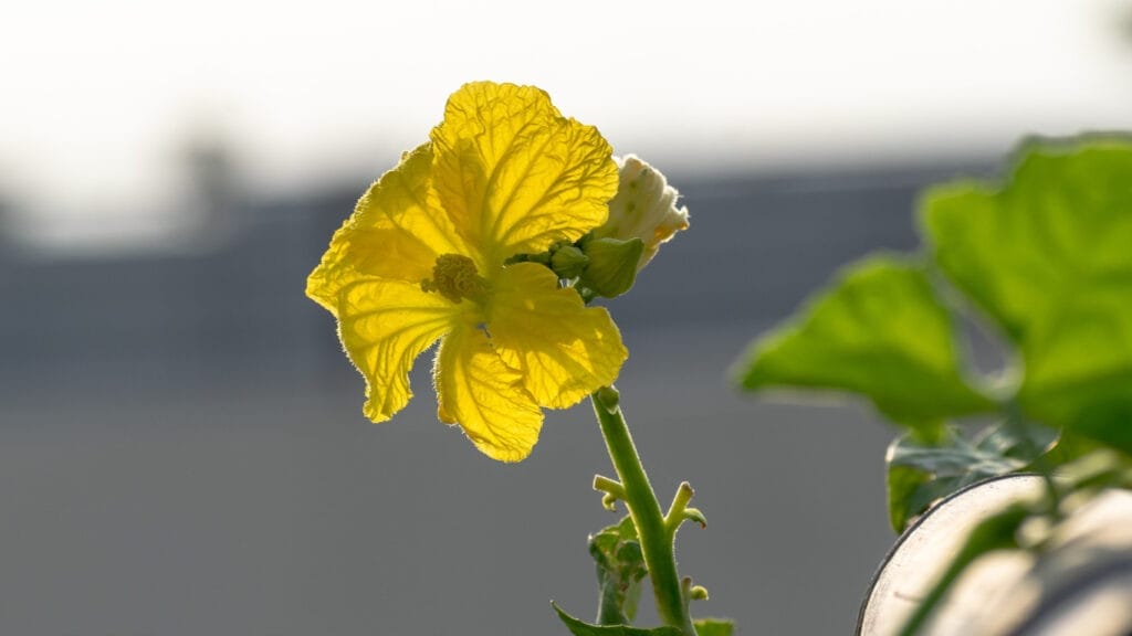 luffa flower GuerrillaHomesteader.com