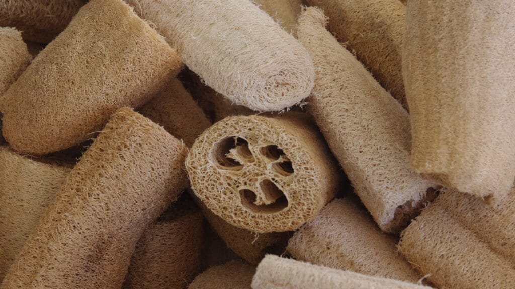luffa sponge GuerrillaHomesteader.com
