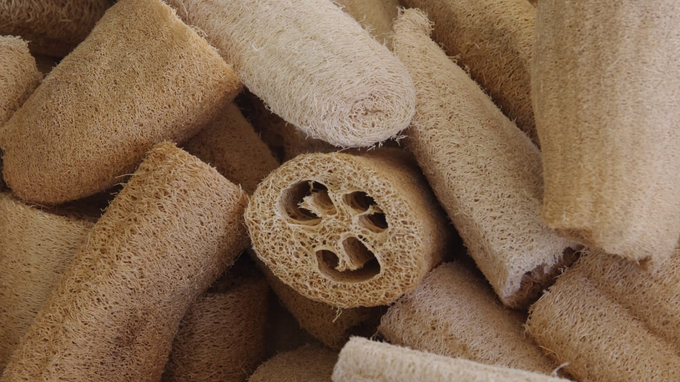 luffa sponge GuerrillaHomesteader.com
