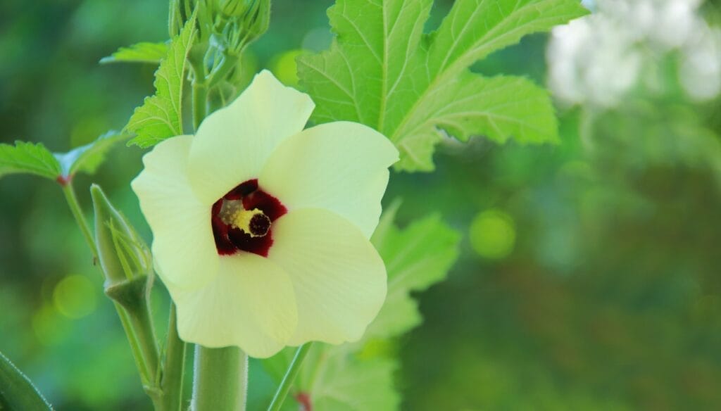 Easy Guide On How to Germinate Ladies Finger (Okra) Seeds! 7 Easy Guide On How to Germinate Ladies Finger (Okra) Seeds! https://guerrillahomesteader.com/easy-guide-on-how-to-germinate-ladies-finger-okra-seeds/