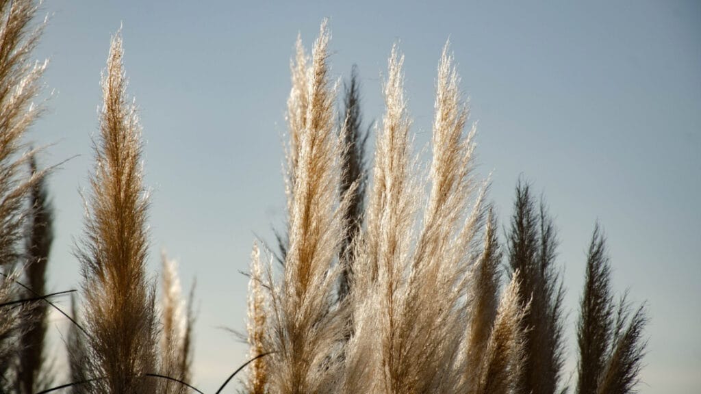 pampas grass GuerrillaHomesteader.com