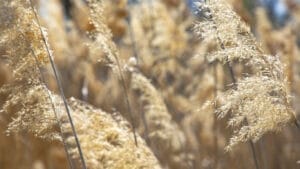 pampas grass GuerrilaHomesteader.com