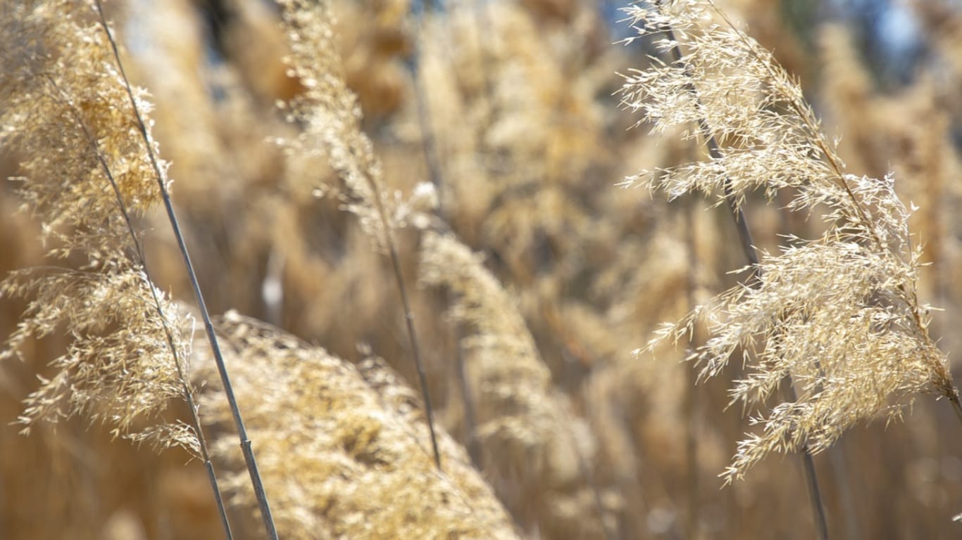 How Do I Germinate Pampas Grass Seeds? Definitive Guide To Plush