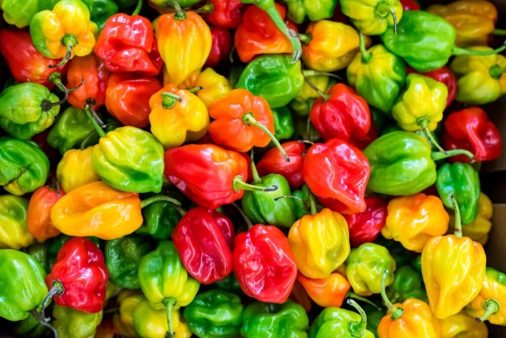 https://guerrillahomesteader.com/how-to-germinate-scotch-bonnet-seeds-a-simple-easy-guide/