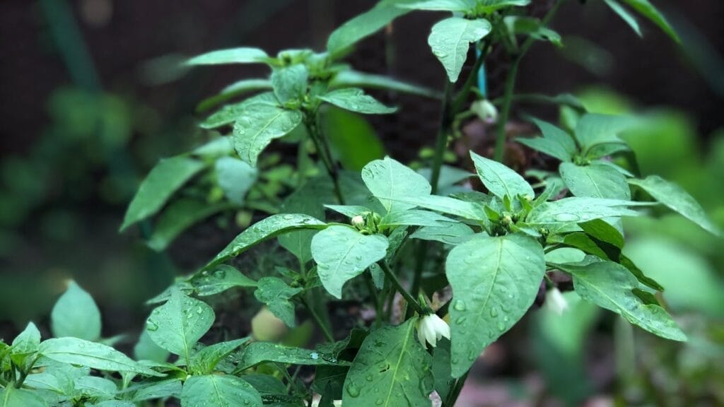 https://guerrillahomesteader.com/how-to-germinate-scotch-bonnet-seeds-a-simple-easy-guide/