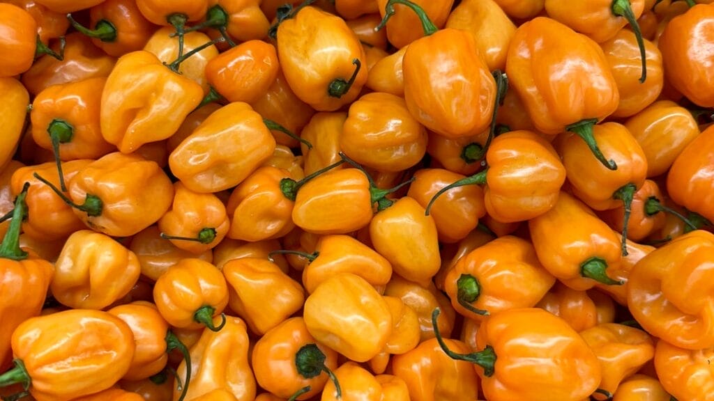 https://guerrillahomesteader.com/how-to-germinate-scotch-bonnet-seeds-a-simple-easy-guide/