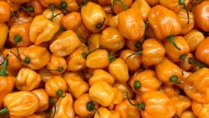 scotch bonnet GuerrillaHomesteader.com