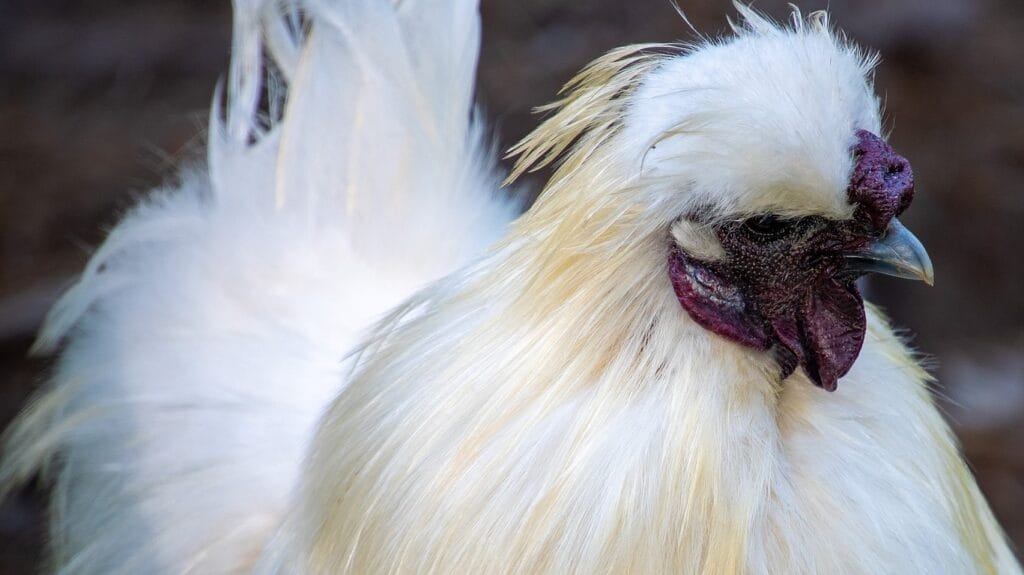 small chicken breeds GuerrillaHomesteader.com