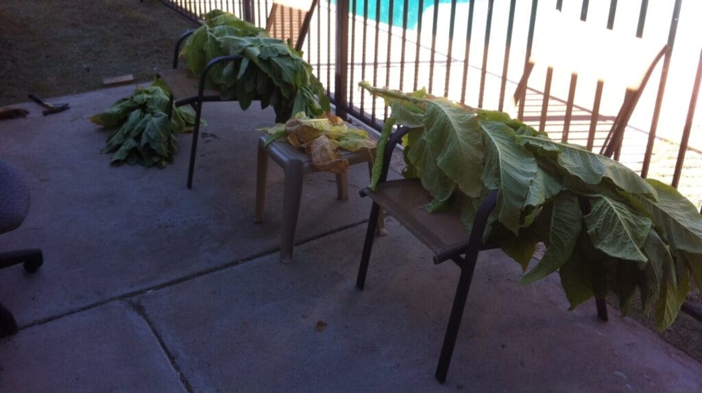 How to Germinate Tobacco Seeds: Best Quick Start Guide! 9 How to Germinate Tobacco Seeds: Best Quick Start Guide! home grown tobacco GuerrillaHomesteader.com