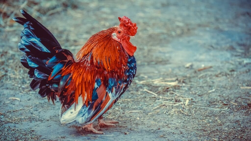 Small Chicken Breeds: Top Guide To Popular Little Chicken Breeds! 5 Small Chicken Breeds: Top Guide To Popular Little Chicken Breeds! small chicken breeds GuerrillaHomesteader.com