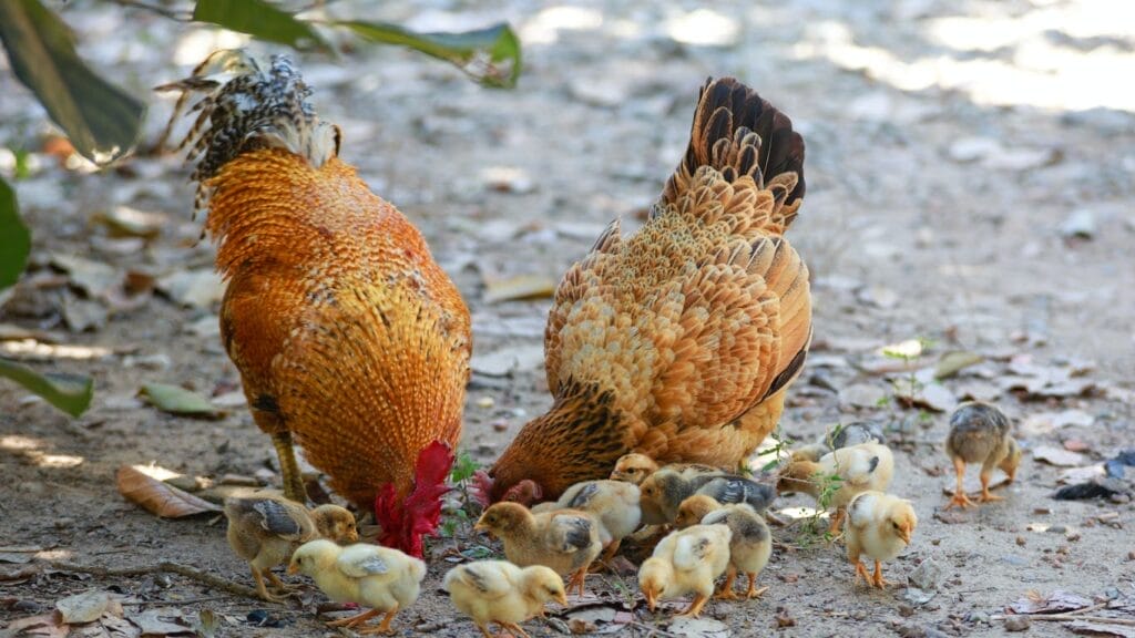 Small Chicken Breeds: Top Guide To Popular Little Chicken Breeds! 8 Small Chicken Breeds: Top Guide To Popular Little Chicken Breeds! small chicken breeds GuerrillaHomesteader.com
