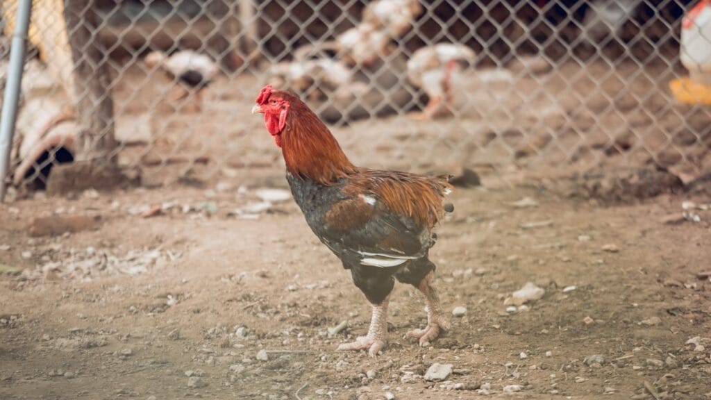 Small Chicken Breeds: Top Guide To Popular Little Chicken Breeds! 9 Small Chicken Breeds: Top Guide To Popular Little Chicken Breeds! small chicken breeds GuerrillaHomesteader.com