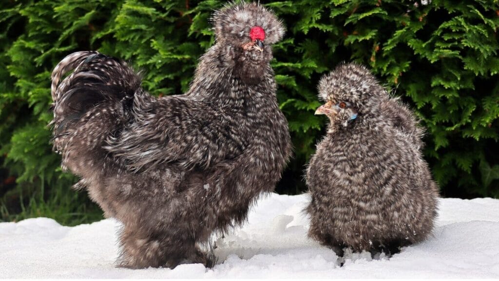 Small Chicken Breeds: Top Guide To Popular Little Chicken Breeds! 12 Small Chicken Breeds: Top Guide To Popular Little Chicken Breeds! Bantam chickens GuerrillaHomesteader.com