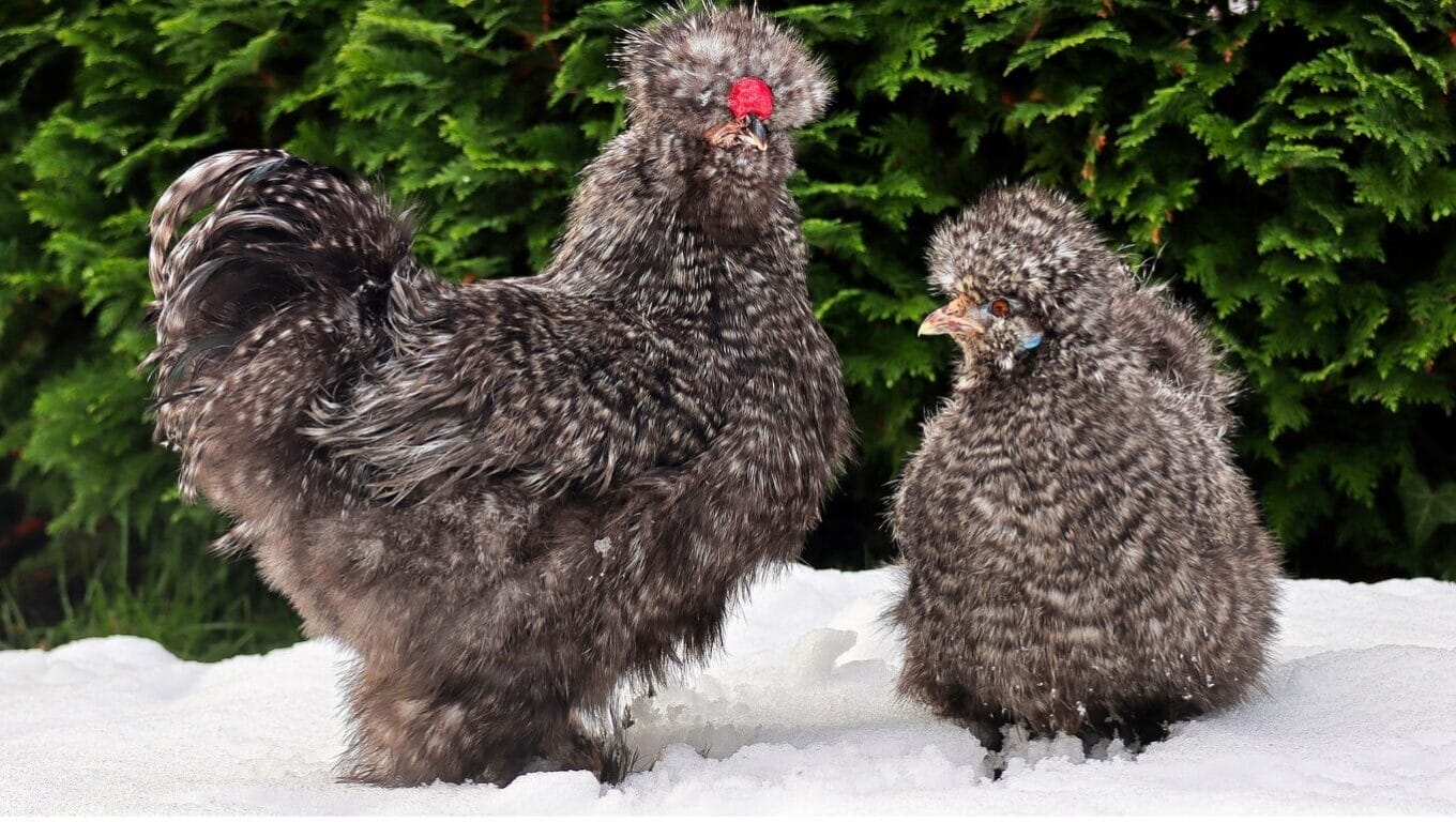 Bantam chickens GuerrillaHomesteader.com